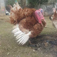 بوقلمون بوربون نر