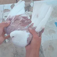 کفترپشتدار