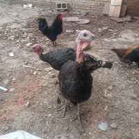 دوعدد بووقلمون ۳ماهه نر