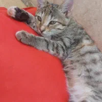 گربه