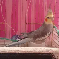 پرنده عروس هلندی