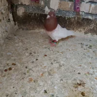 کفتر  کله سرخ