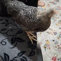 بارنه دم تخم سالم وسرحال