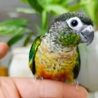 طوطی گرینچیک تازه دون خور