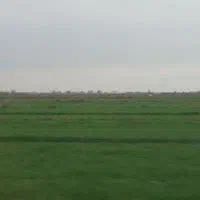 طلای رایگان