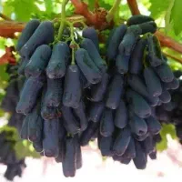 نهال فروشی علی همراهی