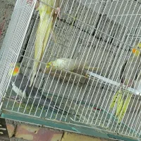 عروس هلندی