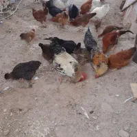 خروس محلی|حیوانات مزرعه|کنگاور, |دیوار