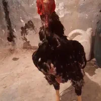 خروس لاری