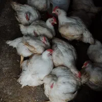 مرغ زنده