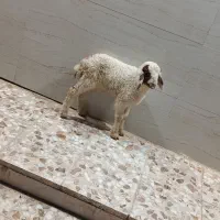 گوسفند بز حمیدیه مسیر خسرج