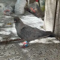 کفتر