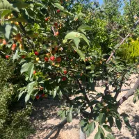 باغ / باغچه ۵۱۲ متری /ده عباس