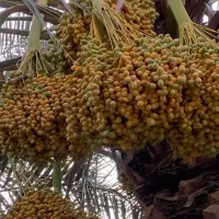 خارک برحی