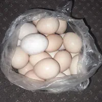 تخم مرغ محلی