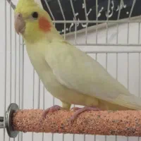 گمشده