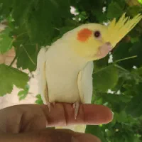 عروس هلندی و مرغ عشق