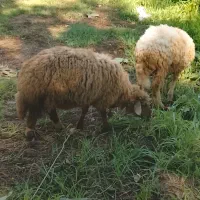 گوسفند.نروماده‌‌بالغ