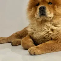 سگ چاو چاو