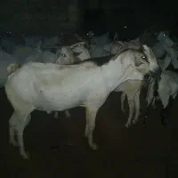 نری