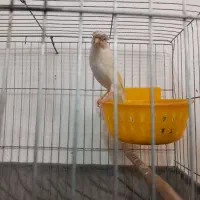 قناری جفت و مولد