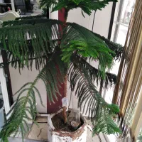 گل آپارتمانی گل مطبق.  کاکتوس   سانسوری    الوورا