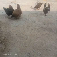 مرغ تخم گذار بفروش میرسد