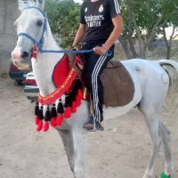 اسب مدارک دار معتبر از فدراسیون