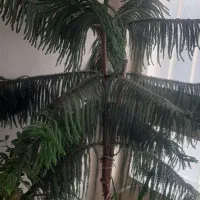 فروش سرخس مطبق