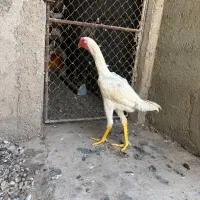 لاری اوشامو ۵ ماهه