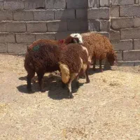 بره نر معاوضعه با میش