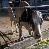 ماشین ۴۰۵ معاوضه با گاو وگوساله