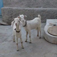 یه جفت بزغاله نروماده سانن بره میش