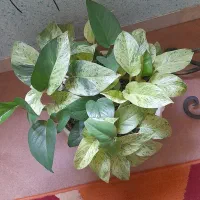 گل مرمری و گلدان بزرگ فرفوژه نرده ای