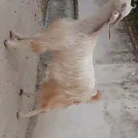 بزشیشک