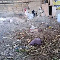 مرغ گلین خروس رسمی