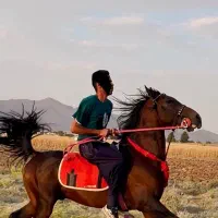 اسب نریان سواری دار