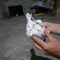 کبوتر گرفتنی