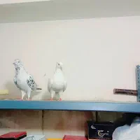 کفتر کبوتر سرور سفید طوقی