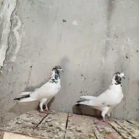 نروماده دهن جور عطیقه ساعت سنگین تضمینی