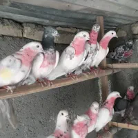 کبوتر وقفس سره.به علت جم کردن وپهن کردن
