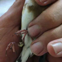 سهره|پرنده|زنجان, |دیوار