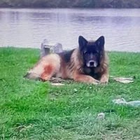 سگ ژرمن شپرد