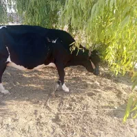 گاو|حیوانات مزرعه|ایذه, |دیوار