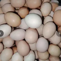 تخم مرغ محلی تازه