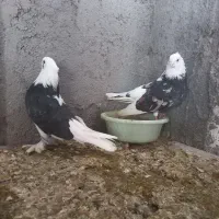 کبوتر زیبا