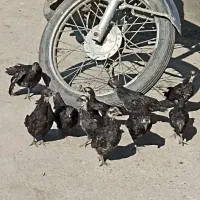 جوجه های ژاپنکس معاوضه با مرغ وخروس کوشین یاسبرایت