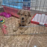 پودل اسپیتز