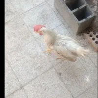 خروس جوان فقط ۳۰۰تومن