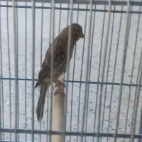 دوعدد جوجه قناری